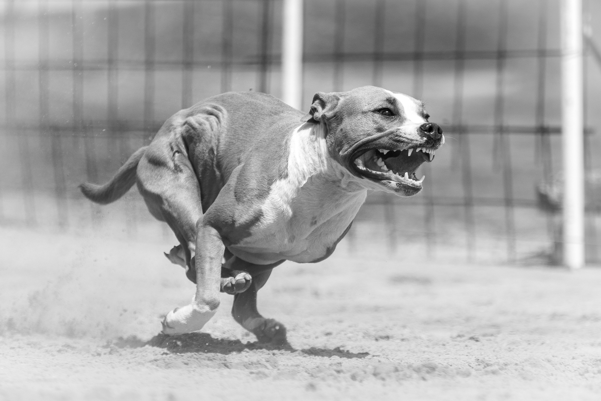 angry dog, aggressive canine