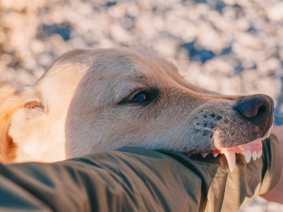Dog biting a mans arm